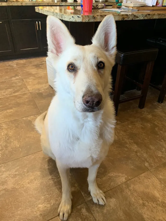 Lookout Mountain Veterinary Clinic 12