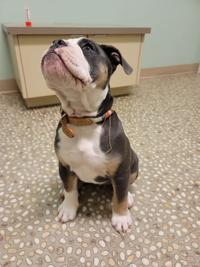 Lookout Mountain Veterinary Clinic 12