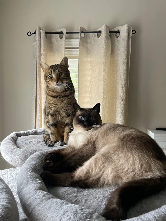 Care Animal Hospital 12