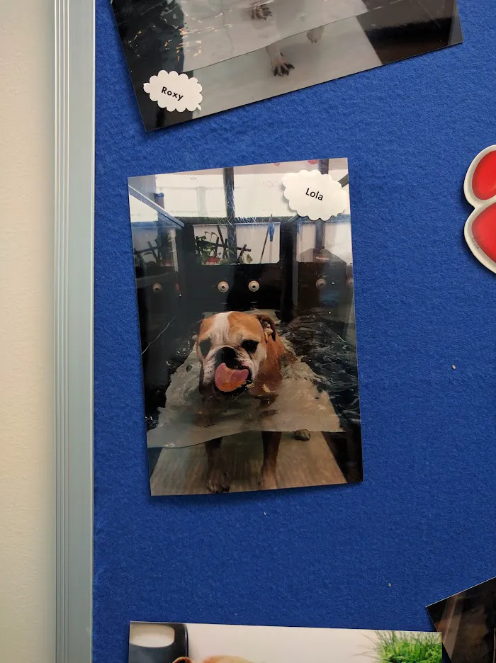 Care Animal Hospital 12