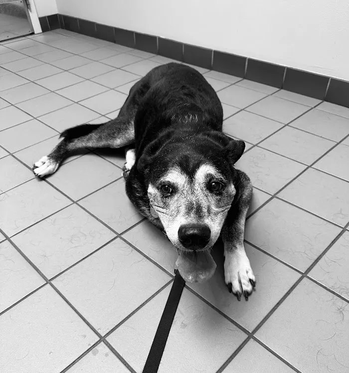 Care Animal Hospital 12