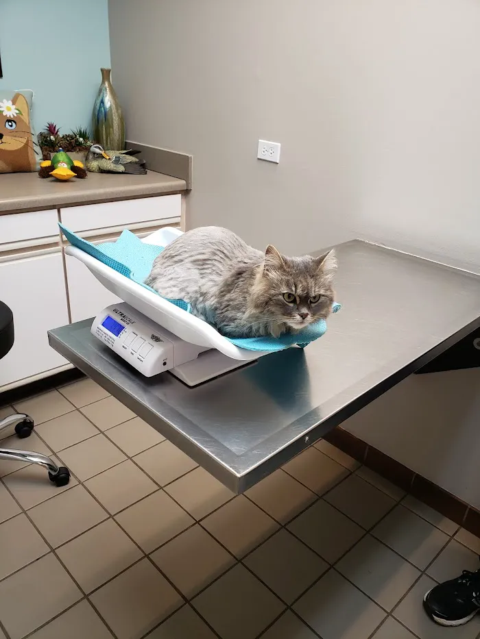 Care Animal Hospital 12