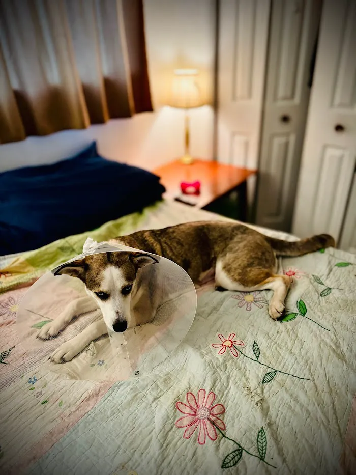 Preventative Pet Health of Michiana 12
