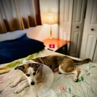 Preventative Pet Health of Michiana ico
