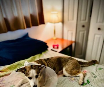 Preventative Pet Health of Michiana