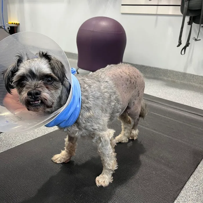 Care Animal Hospital 12