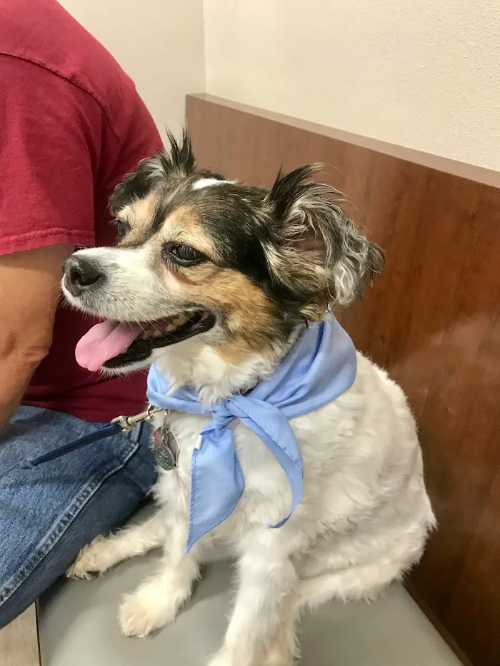 Care Animal Hospital 12