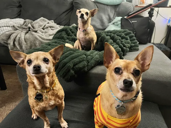 Care Animal Hospital 12