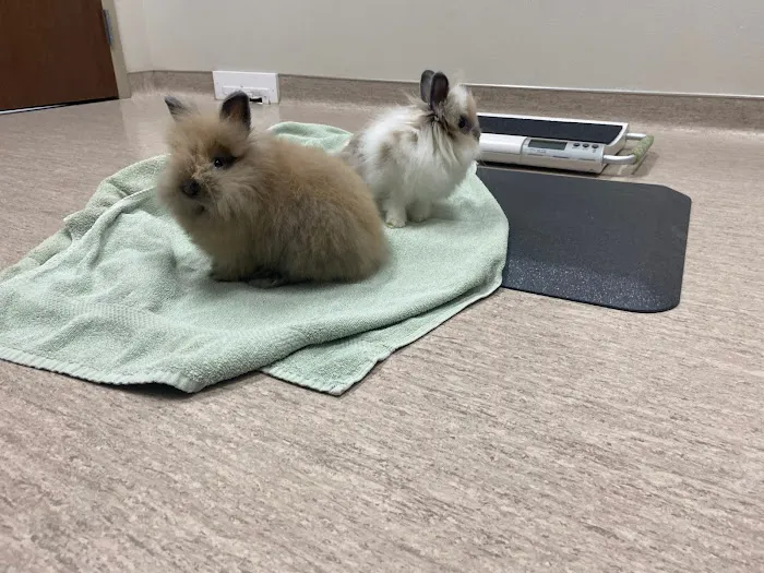 Care Animal Hospital 12