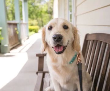 Haven Animal Hospital
