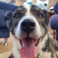 Prelesnik Animal Hospital ico