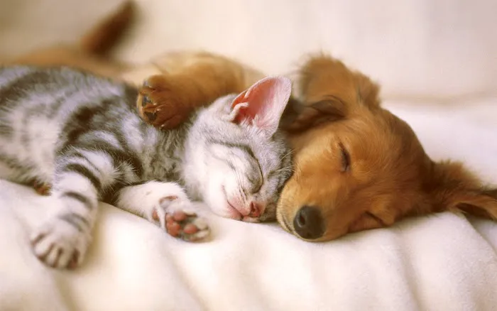 Prelesnik Animal Hospital 12