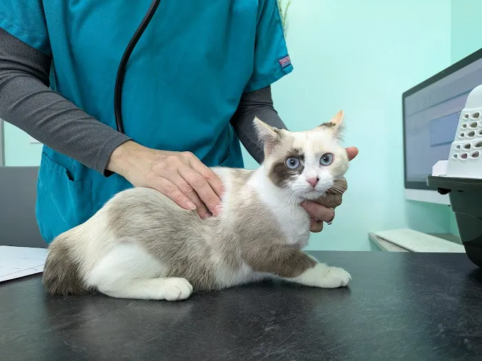 Laketown Cat Hospital 2