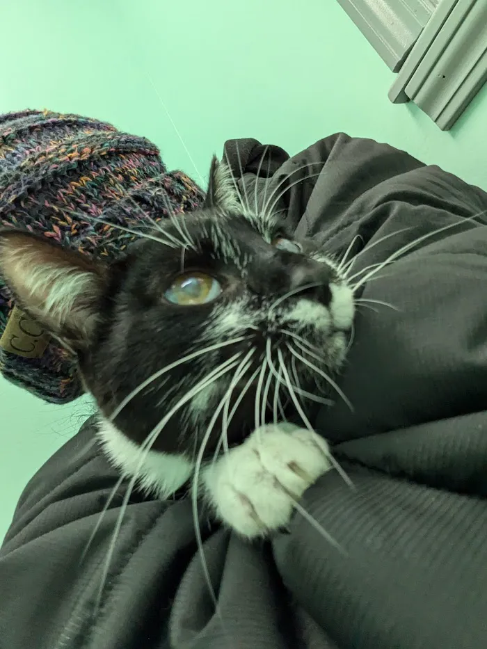 Laketown Cat Hospital 7
