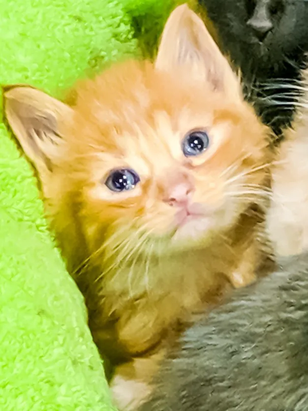 Laketown Cat Hospital 3