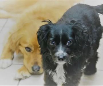 Grand Haven Animal Hospital