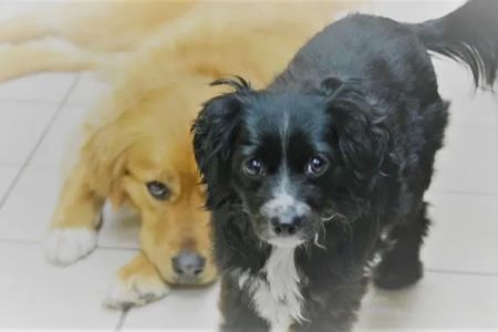 Grand Haven Animal Hospital