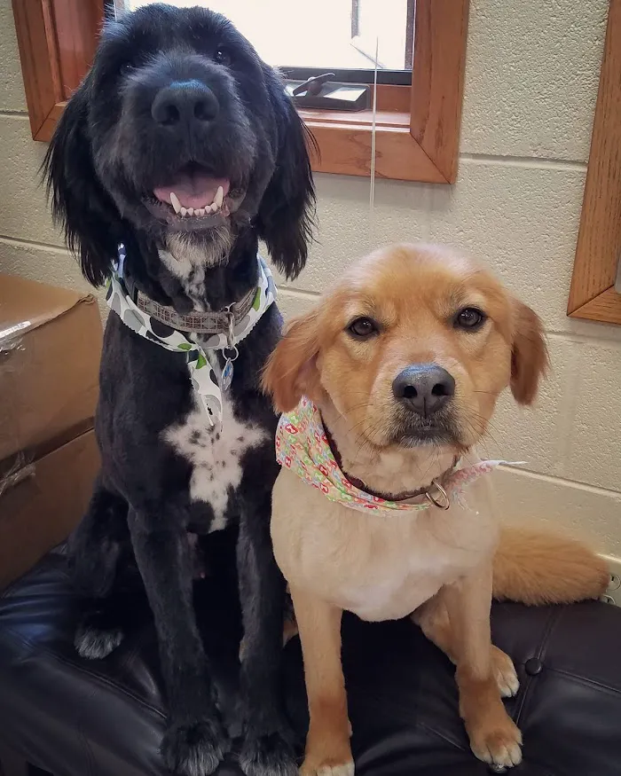 Grand Haven Animal Hospital 12