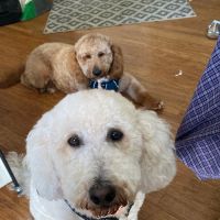 West Shore Veterinary Clinic, Dr. Heidi Heckler, DVM ico