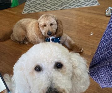West Shore Veterinary Clinic, Dr. Heidi Heckler, DVM
