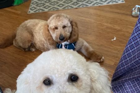 West Shore Veterinary Clinic, Dr. Heidi Heckler, DVM