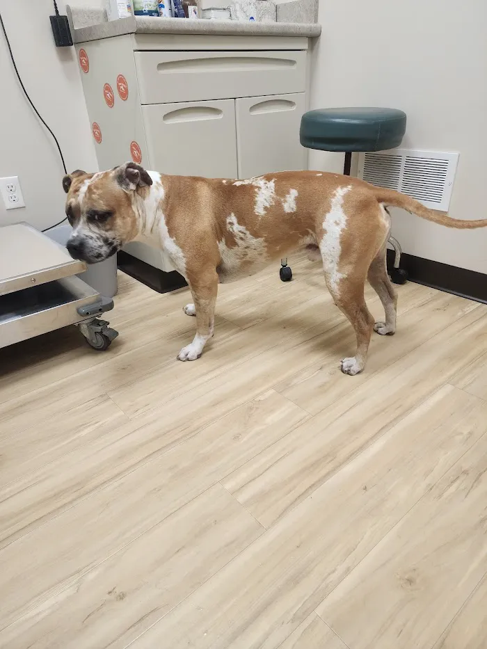 West Shore Veterinary Clinic, Dr. Heidi Heckler, DVM 12