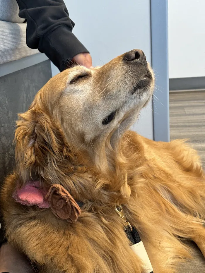 Emergency Veterinary Care Centers 7