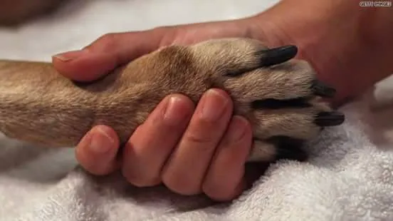 Robbins Road Animal Clinic 1