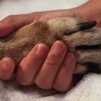 Robbins Road Animal Clinic ico