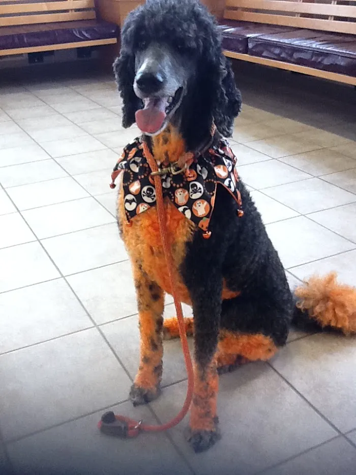 Robbins Road Animal Clinic 7
