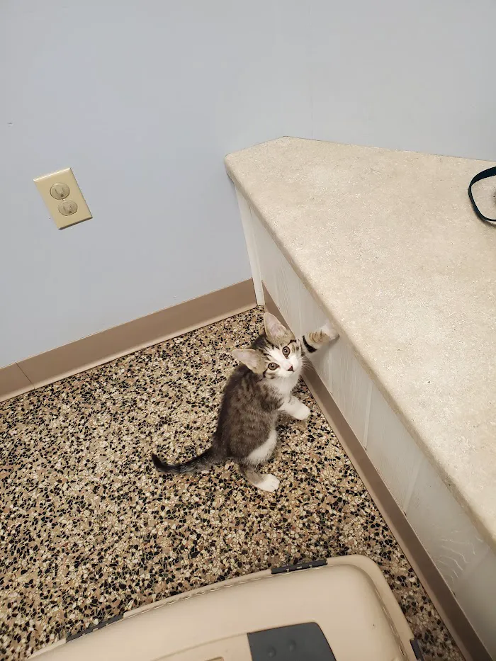Lake Michigan Animal Hospital 12