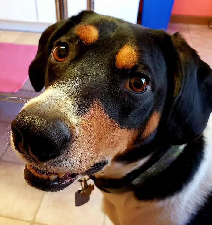 Mac's Landing Veterinary Services 1