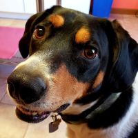 Mac's Landing Veterinary Services ico