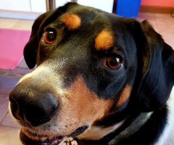 Mac's Landing Veterinary Services
