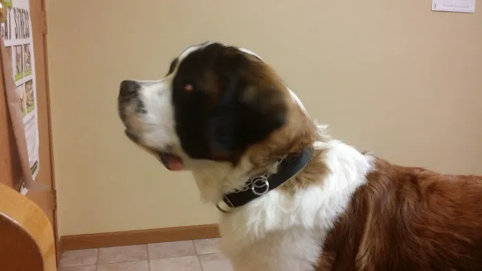 Mac's Landing Veterinary Services 3