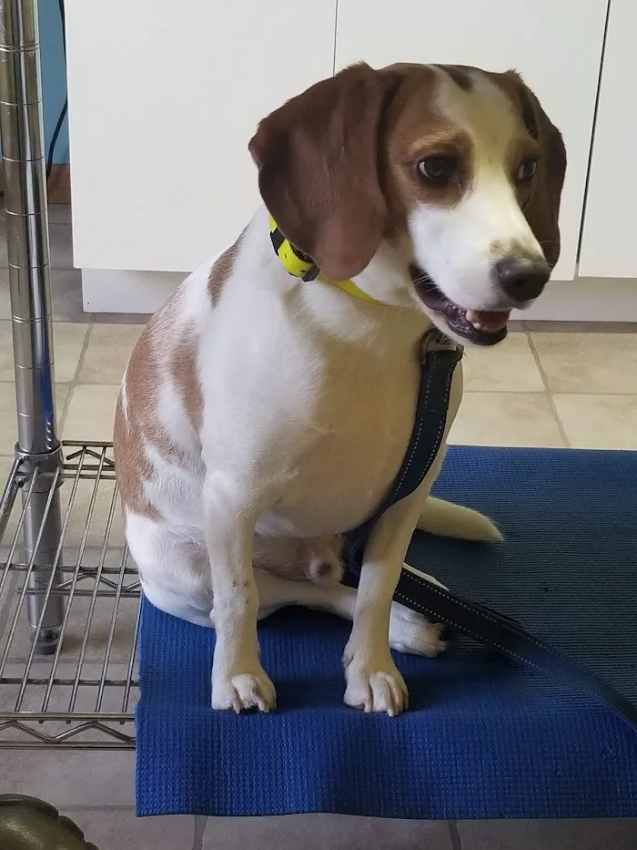 Mac's Landing Veterinary Services 4