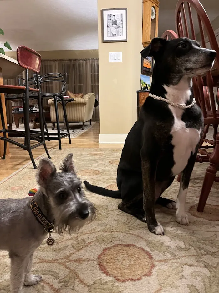Mac's Landing Veterinary Services 5