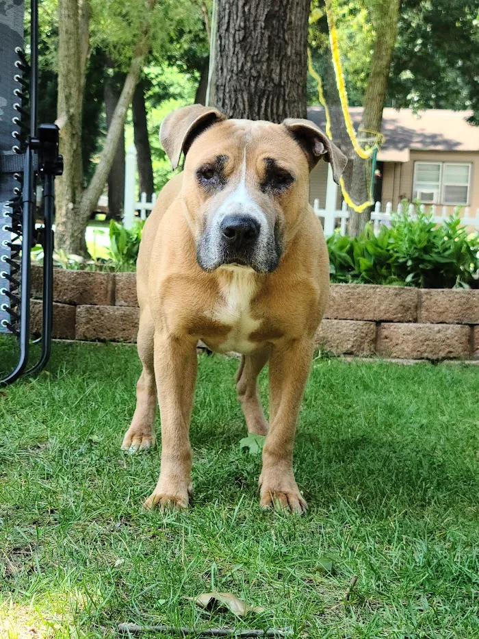 Mac's Landing Veterinary Services 6