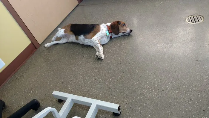 VCA Allendale Animal Hospital 12