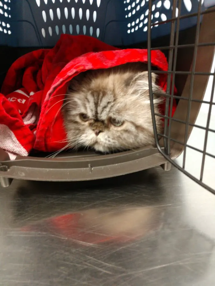 VCA Allendale Animal Hospital 12