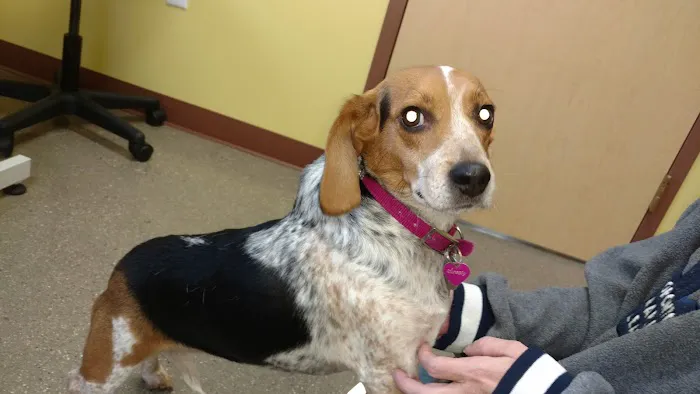 VCA Allendale Animal Hospital 12