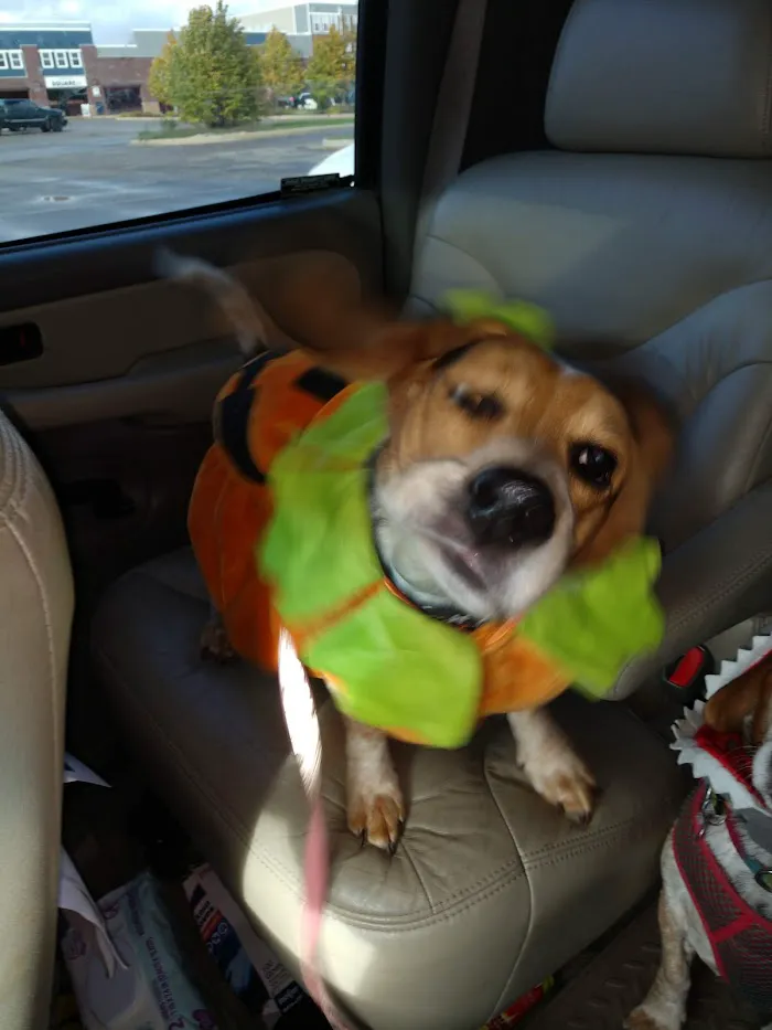 VCA Allendale Animal Hospital 12