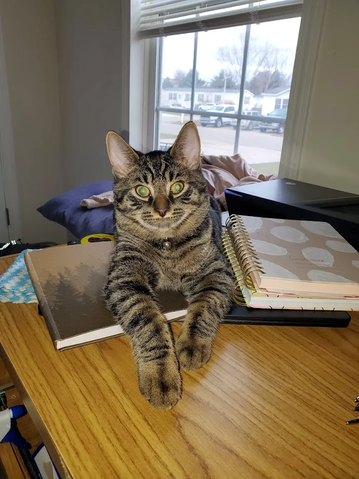 VCA Allendale Animal Hospital 12