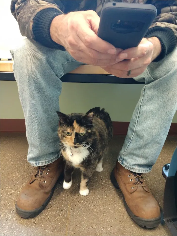 VCA Allendale Animal Hospital 12