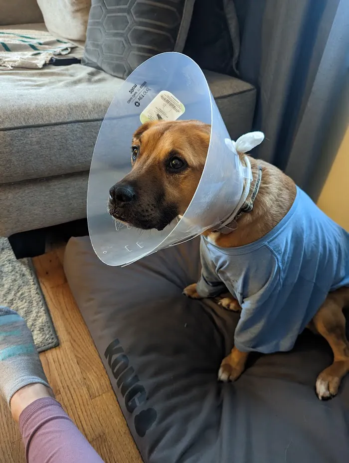 Georgetown Animal Hospital 12