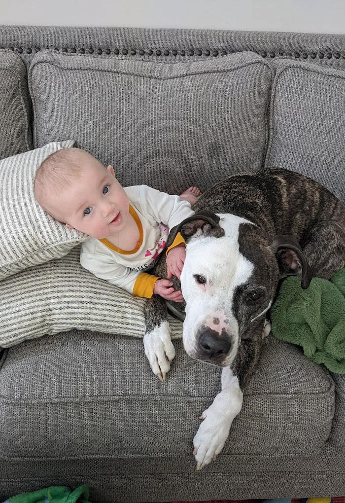 Georgetown Animal Hospital 12