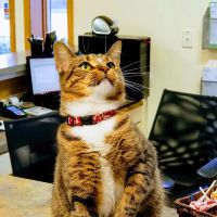 Harborfront Hospital for Animals and Veterinary Dental Solutions ico