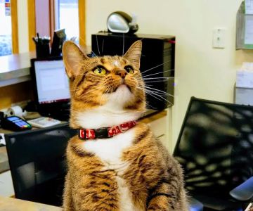 Harborfront Hospital for Animals and Veterinary Dental Solutions