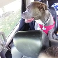 Monterey Veterinary Center ico