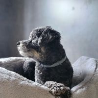 Lifetime Veterinary Care ico
